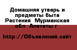 Домашняя утварь и предметы быта Растения. Мурманская обл.,Апатиты г.